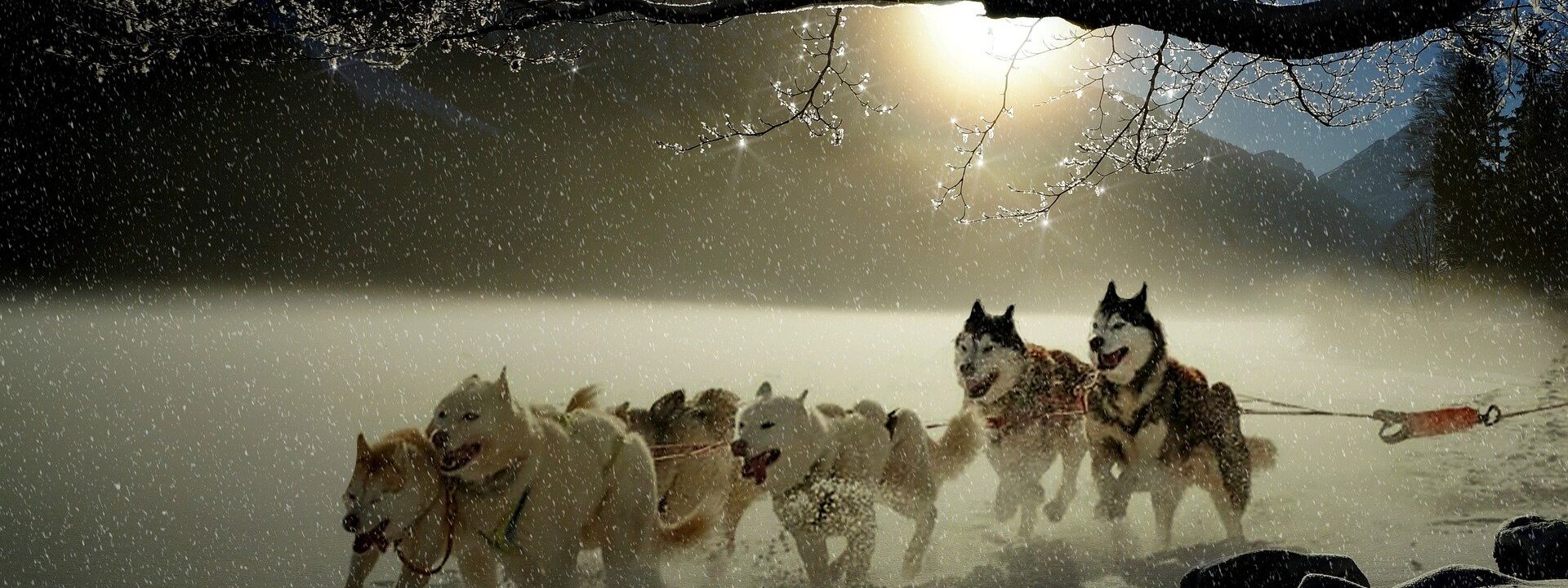 Dogs 2921382 1920 (1)